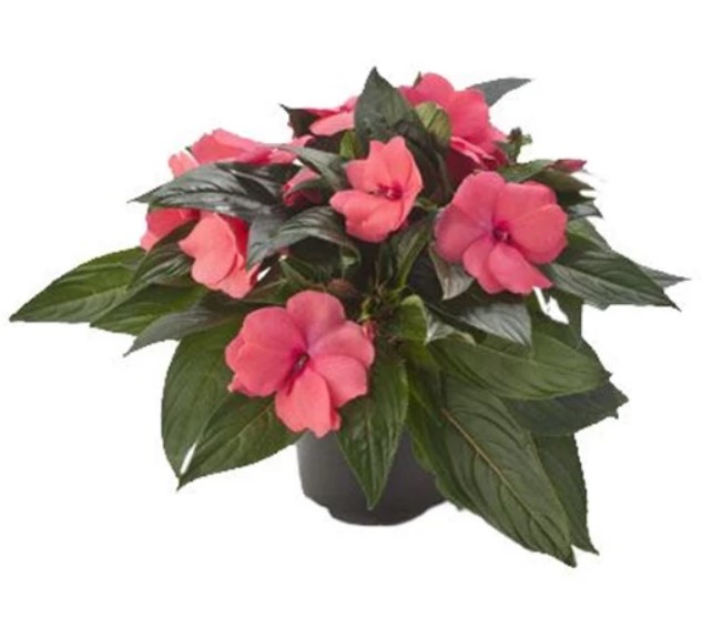 گلدان گل حنا